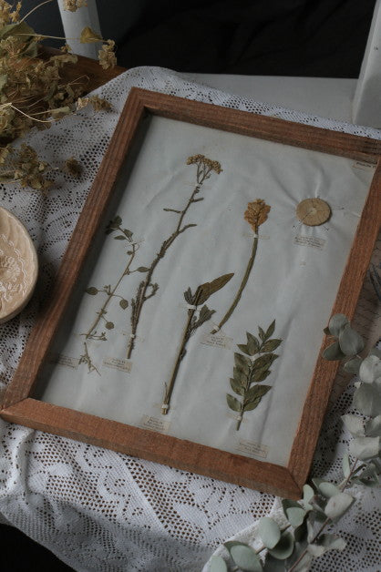 1884年古い押し花のフレーム（ボタニカルフレーム） フランス